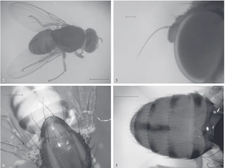 Figs 2-5 Rhinoleucophenga joaquina sp. nov., male paratype. 2) general aspect, oblique dorsal view; 3) head, detail of arista,  left lateral view; 4) thorax, detail of scutellum, dorsal view; 5) abdomen, dorsal view