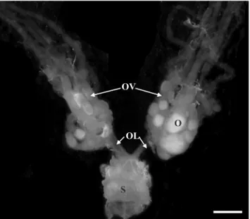 Fig 4 Mean number of eggs laid by Acromyrmex subterraneus  subterraneus (host) and Acromyrmex ameliae (parasite) under  different conditions (HQ = host queen;  HQ(HPW)  = host queen  + host and parasite workers; PQ = parasite queen; PQ(HPW) 