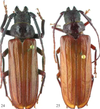 Figs 24-25 Adult habitus of Seticeros aquilus: 24) male (36.5  mm); 25) female (36.3 mm).