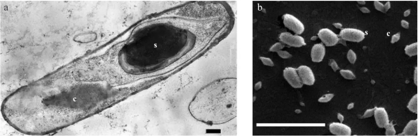 Fig 3 Electrophoretic analysis of crystal proteins (lanes 1,  3 and 5) and trypsin digests of solubilized proteins (lanes 2, 4  and 6) of Bacillus thuringiensis svar kurstaki HD-1 (lanes 1 and  2), B