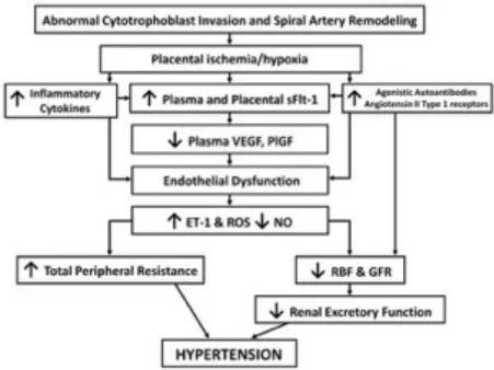 Figure 2. Pathophysiological events in preeclampsia (90). 
