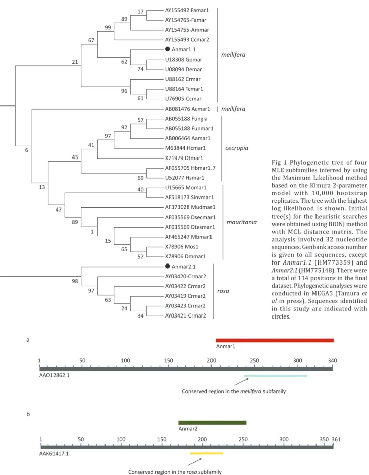 Fig  1  Phylogenetic  tree  of  four  MLE subfamilies inferred by using  the Maximum Likelihood method  based on the Kimura 2-parameter  model  with  10,000  bootstrap  replicates