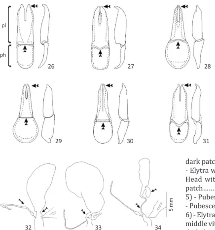 Figs  26-31  Tegmen:  parameral  lobes  (pl),  phallobase  (ph)  (dorsal  and  lateral  view)