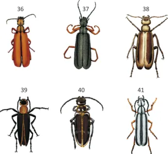 Figs  36-41  Adults  in  dorsal  view:  36) Epicauta  brunneipennis; 