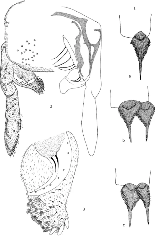 Figs 1-3  Riethia  manauara  n. sp. male. 