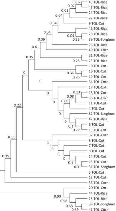 Table 2 FAW haplotypes found in Tolima for each strain and  the respective type of hybrid between them (H++ = positive  for both mitochondrial and nuclear markers; H-- = negative  for both mitochondrial and nuclear markers)