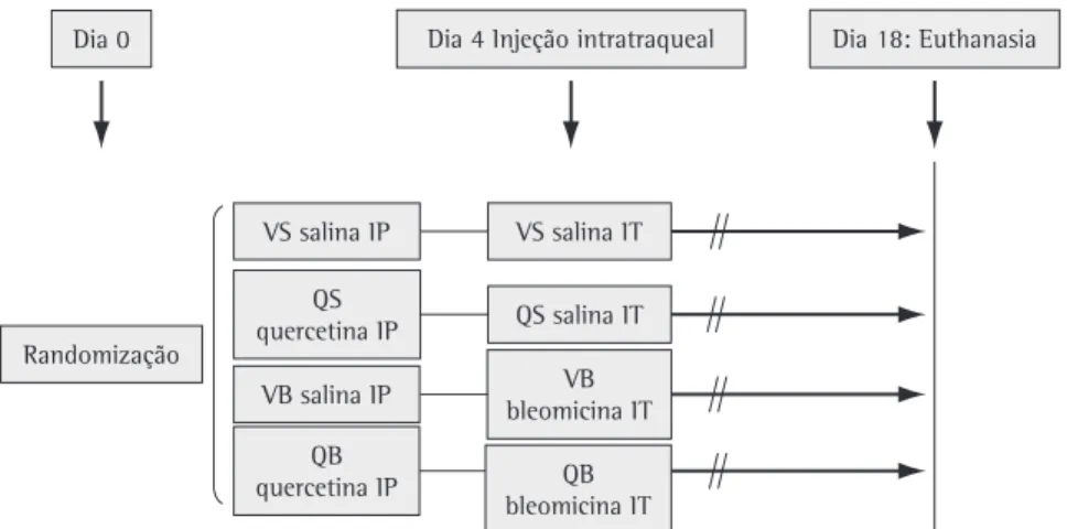 Figura 1 - Diagrama do desenho do estudo. IP: intraperitoneal, e IT: intratraqueal; VS: veículo/salina; QS: quercetina/