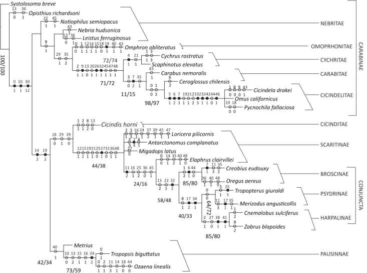 Fig 33 Strict consensus tree of four trees. Analysis under equal weights. With Jackknife (left) and Bootstrap (right) of tree resulting from  equally weighted analysis (relative values)