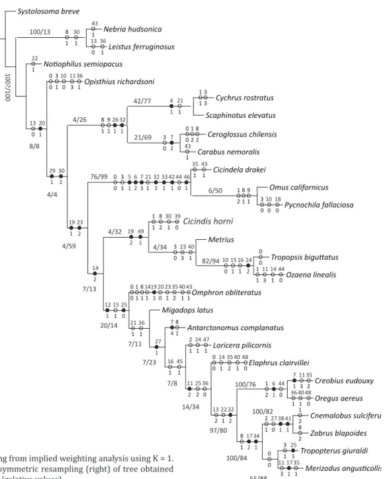 Fig 34 Tree resulting from implied weighting analysis using K = 1. 