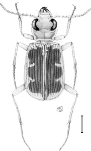 Fig 1 Dorsal habitus of  Cicindis horni  Bruch, male. Scale 1 mm.
