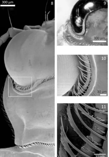 Figs 4-7 Cicindis horni 4) Right maxillary palpi; 5) Right maxillary  palpomere; 6) Antenna; 7) Antenna relief.