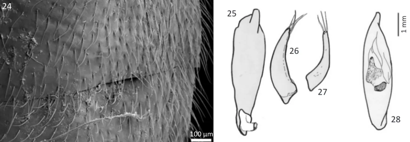 Figs 24-28  Cicindis horni  24) Abdomen vestiture; 25) Male genitalia, ventral view; 26) Left paramere; 27) Right paramere; 28) Male  genitalia, dorsal view
