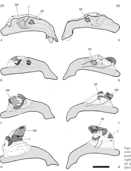 Figs  29-30  Cicindis  horni,  internal  sac  eversion  at  different  steps  from  a