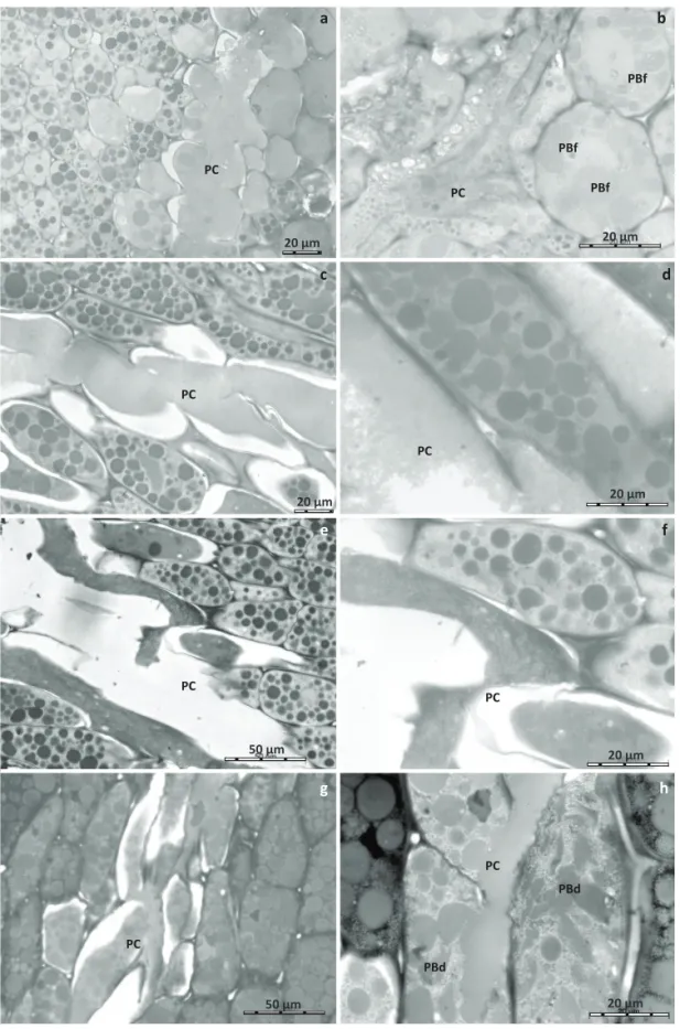 Fig  2  Endosperm  tissue  of  mature  soybean  seeds  damaged  by  stink  bugs. 
