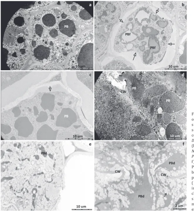 Fig  3  Endosperm  cells  o f   m a t u re   s oyb e a n  seeds.  No  damaged  seed  (a);  Endosperm  cells  of  seed  sucked  by  Dichelops melacanthus (b);  Euschistus heros  (c); 