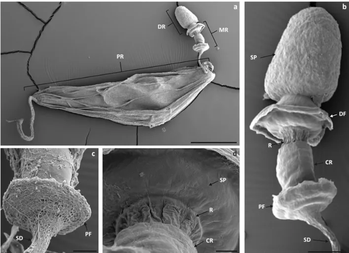 Fig 1 SEM images. a) General view of the spermathecal complex composed by the proximal region (PR), the medial region (MR) and the  distal region (DR); b) Distal and medial region of the spermathecal complex with details of the spermathecal duct (SD), the 