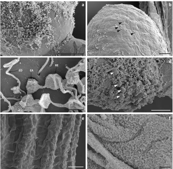 Fig 2 SEM images. a) General view  of the spermatheca surface after  treatment with KOH, showing the  net of the evacuating ducts of the  glandular units; b) Surface of the  spermatheca after the complete  removal  of  the  spermathecal  gland: the pores t