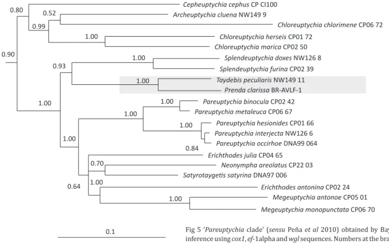 Fig 5 ‘ Pareuptychia  clade’ ( sensu  Peña  et al  2010) obtained by Bayesian  inference using  cox1 ,  ef -1alpha and  wgl  sequences