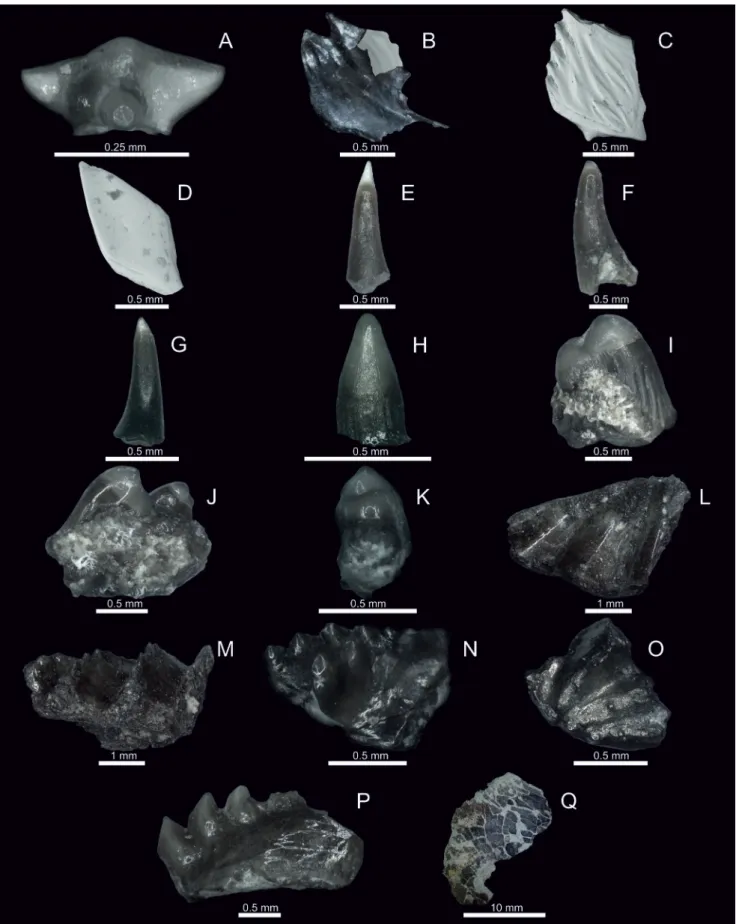 Fig. 2.  Chondrichthyes and Osteichthyes elements. A. Lonchidion hybodontid tooth. B. Fragment of Semionotidae scale with the recon- recon-struction (marked in grey) of original shape, based on imprint