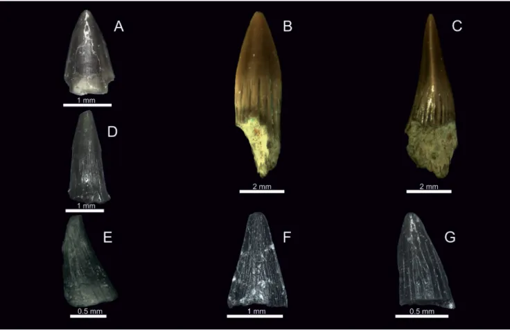 Fig. 3.  Amphibian teeth A. Upper part of  Metoposaurus teeth.  B–C. Complete Metoposaurus teeth