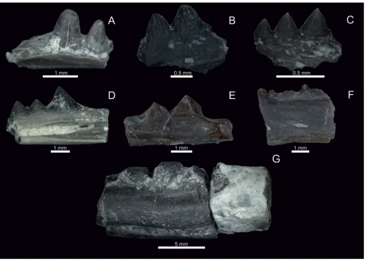 Fig. 4.  Rhynchocephalian lepidosauromorphs jaw fragments with dentition. A. Rhynchocephalia indet
