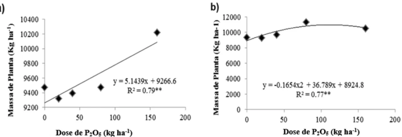 Figura 1. Massa seca de planta em função da adubação fosfatada a) na ausência da inoculação; e b) na presen- presen-ça da inoculação.