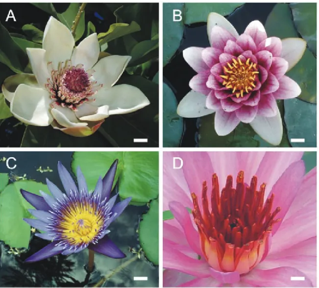 Figure 3. Spirally-arranged floral organs in basal angiosperms. A: Magnolia watsoniana