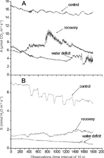 Figure 2. Temporal dynamics of A) net CO 2  assimilation, A, and  B) transpiration, E, for Guarumbé under conditions of  irriga-tion (control), water deficiency, and after 36 h of recuperairriga-tion