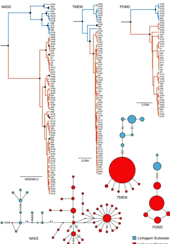 Figura  2.  Árvores  de  gene  obtidas  a  partir  de  inferência  bayesiana  e  redes  de  haplótipos  para  os  genes  NAD2,  TMEM  e  POMC  em  Dermatonotus  muelleri