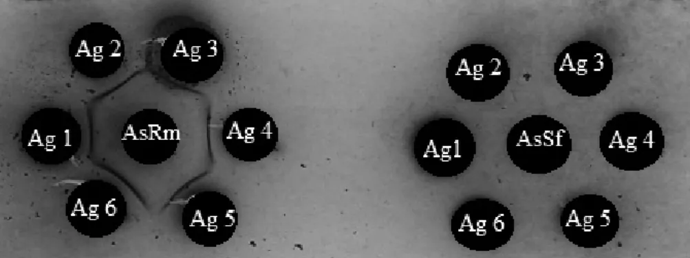 Table 3. Results of serological tests (Mean ± SE) to predators collected in organic corn crop, cultivar BRS1030.