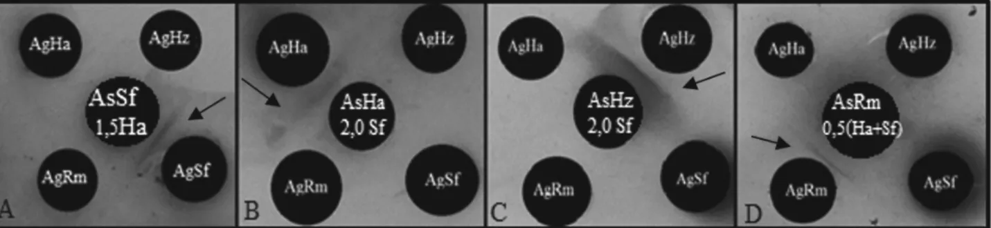 Figure 2. Reaction double diffusion in agar showing precipitation lines after heterologous reactions with  specific antisera