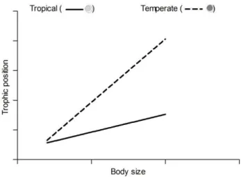 Figure 1: Hypothesized relationships between fish trophic position and body size in tropical (solid line) 