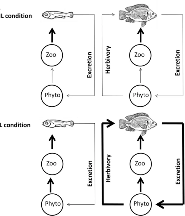 Figure 1: Conceptual  model showing expected interactions in (A) high light condition (HL) and (B) low 