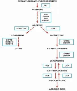 Figure 1. Carotenoid biosynthesis in plants: the route  shows the main steps found in almost all plant  spe-cies