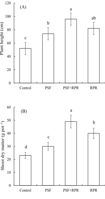 Figure 1.  Effects of inoculation with  phosphate-solubilizing fungi (PSF) and application of  reactive  phosphate  rock  (RPR)  on  plant  height  (A)  and  shoot  dry  matter  (B)  of  sorghum  [Sorghum bicolor  (L.)  Moench]