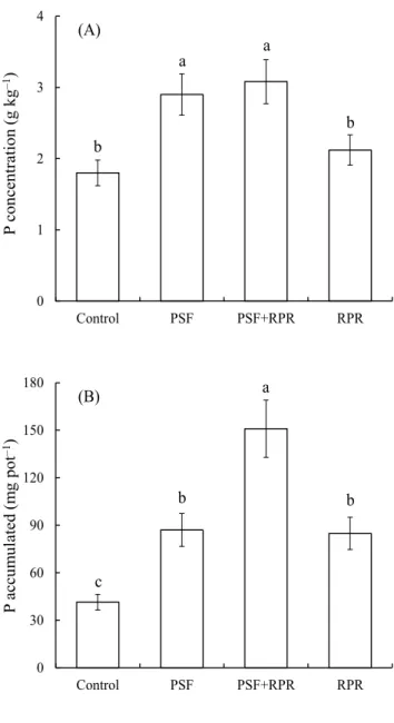Figure 3.  Effects  of inoculation with  phosphate-solubilizing fungi (PSF) and application of  reactive  phosphate  rock  (RPR)  on  phosphorus  concentration  (A)  and  phosphorus  accumulation (B) in shoots of sorghum [Sorghum bicolor (L.) Moench]