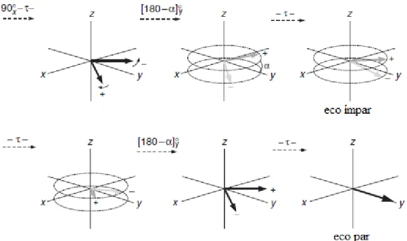 Fig. 2-12 Efeito da sequência de CPMG na presença de imperfeições do pulso de RF. Estas fazem com que  a  medida  de  amplitude  do  ângulo  aplicado  não  seja  exatamente  de  180°,  o  que  faz  com  que  os  vetores  fiquem acima (cinzento escuro) ou a