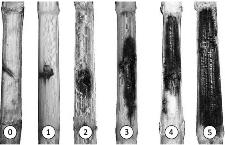Figure 1. Rating scale used to evaluate stalk rot severity on the corn internodes. 0 =0% necrotic tissue; 1=12.5% 