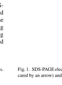 Fig. 1. SDS-PAGE electrophoregram of RBP. Lane 1, purified enzyme (indi- (indi-cated by an arrow) and lane 2, standard molecular weight markers.