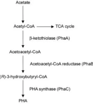 Figure 1.2. Simplified PHA biosynthesis metabolic pathway.  