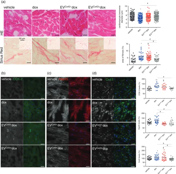 Fig. 6. Cx43-containing EVs ameliorate dox cardiotoxicity in vivo. Tumour-bearing mice were treated (i.t.) with 0.2 mg/kg of free dox, EV Cx43  dox or EV Cx43  dox 5 and 8 days after bilateral subcutaneous 4T1 luc2 cells inoculation