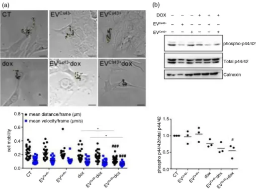 Fig. 3. Cx43-containing EVs loaded with dox decrease the activation of signalling pathways related to cell motility