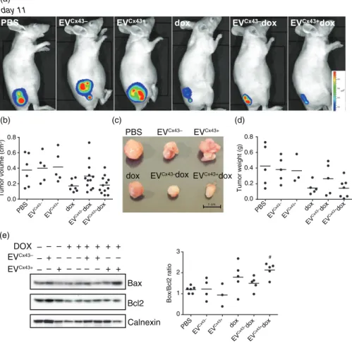 Fig. 4. EVs loaded with dox have anti-tumoural activity in 4T1 luc2 tumour-bearing mice