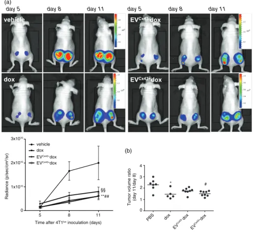 Fig. 5. EVs loaded with dox inhibit tumour growth in vivo. Representative serial BLI of mice bearing bilateral 4T1 luc2 subcutaneous tumours before treatment (at day 5), and at days 8 and 11 after cells inoculation, corresponding to 3 days after the first 