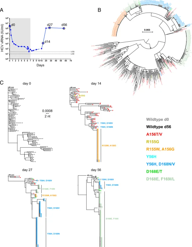 Fig. 1. Sequential plasma virus load and sequences from subject 1. (A) Time course of treatment with MK-5172 (shaded area, days 1 – 7), viral load deter- deter-minations (blue solid dots), and viral sequence analyses (open circles at days 0, 14, 27, and 56