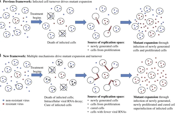 Fig. 4. Conceptual frameworks for virus evolution under antiviral pressure. Resistant mutants expand through occupying/competing for available replication space