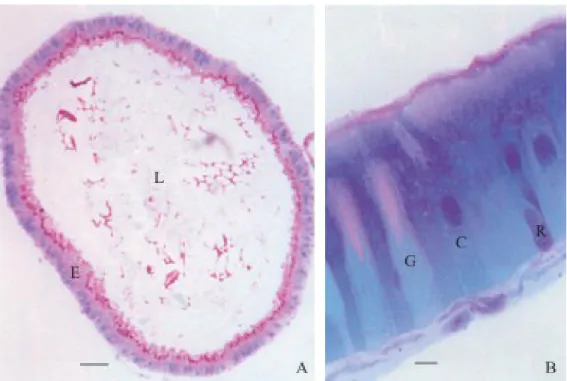 Figure 1. Histological section of D. saccharalis midgut: A) lumen (L) and epithelial (E) cells from middle region stained with Schiff’s reagent-Bromophenol blue-Ehrlich’s haematoxylin (Bar = 100 µm); B) columnar (C), goblet (G) and regenerative (R) cells i