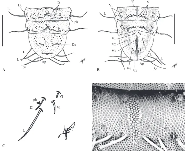 Fig 3 Sixth, seventh and eighth abdominal segments of Popanomia kerteszi puparium. A) Dorsal view; B), Ventral view; C)  Disposition at the lateral region of 1 st  to 6 th  pupal abdominal segments; D) SEM of sixth thoracic segment: ventral view, sternal  