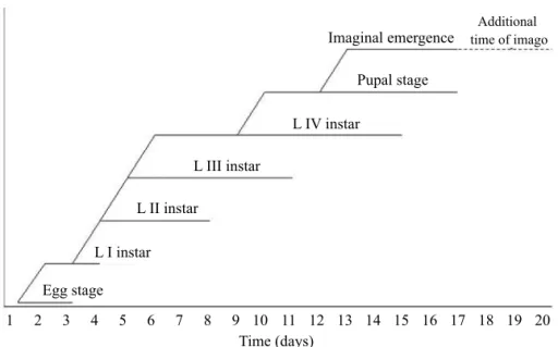 Fig 3 Duration of the different development stages and imago emergence of Goeldichironomus holoprasinus