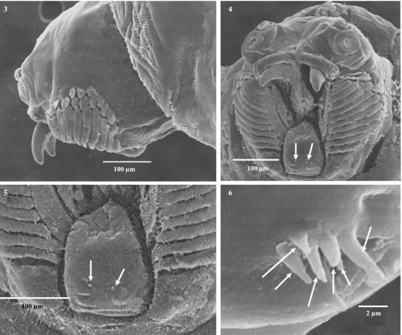 Figs 3-6 Third-instar larva of A. leptozona. Head in lateral view (3). Head in frontal view (4)